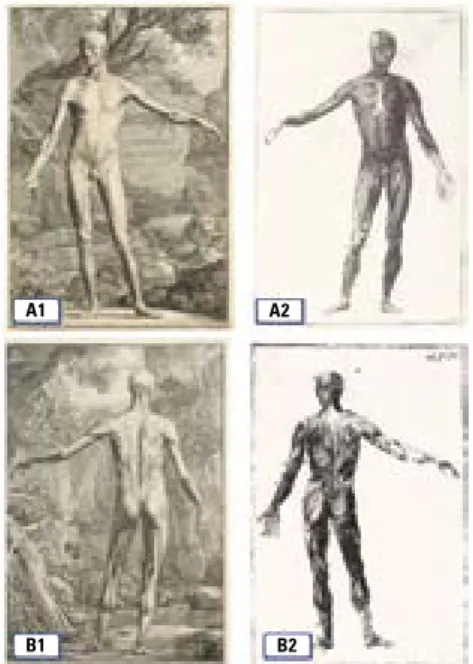 Figure 7. A. Bidloo (1649–1713)  “Anatomia Humani Corporis”,  1685 [11]; B. Palfin (1650–1730) “Anatomie chirurgicale ou  descrip-tion exacte des parties du corps humain” 1753 [33]; C