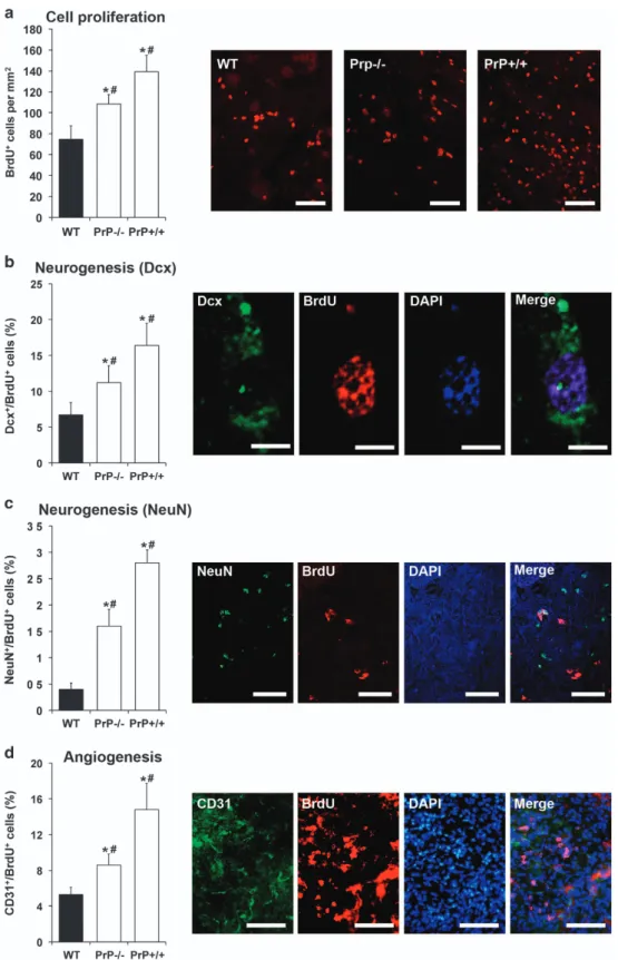 Figure 3 Post-ischemic neurogenesis and angiogenesis are increased in PrP − / − and PrP+/+ mice