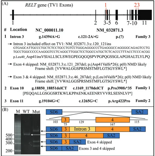 FIGURE 2 RELT disease-causing mutations. A, RELT gene structure of transcript variant 1 (TV1; NM_032871.3)