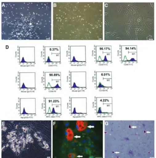 Figure 1. Rat Bone Marrow Mesenchymal Stem Cell Cultures