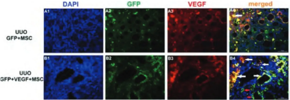 Figure 6. Rat Kidney Tissue Sections Stained for Green Fluorescent Protein (GFP) and Vascular Endothelial Growth Factor (VEGF) in Different Groups