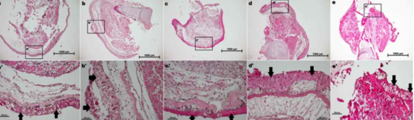 Fig. 1. Histomorphological assessment of different fixatives on axolotl blastema. Blastema tissue sections were stained with hematoxylin and eosin (H&amp;E)