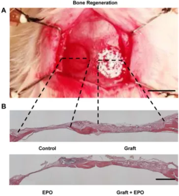 Fig. 1. Evaluation of Bone Regeneration. A) Representative photo of calvarial defects in both parietal bones