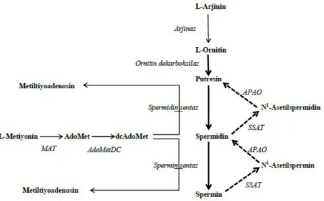 Şekil 1: Poliamin metabolizması. --- katabolizma;     biyosentez. dcAdoMet: dekarboksile S-adenosil-L-metiyonin; AdoMet: S-adenosil-L-metiyonin; 
