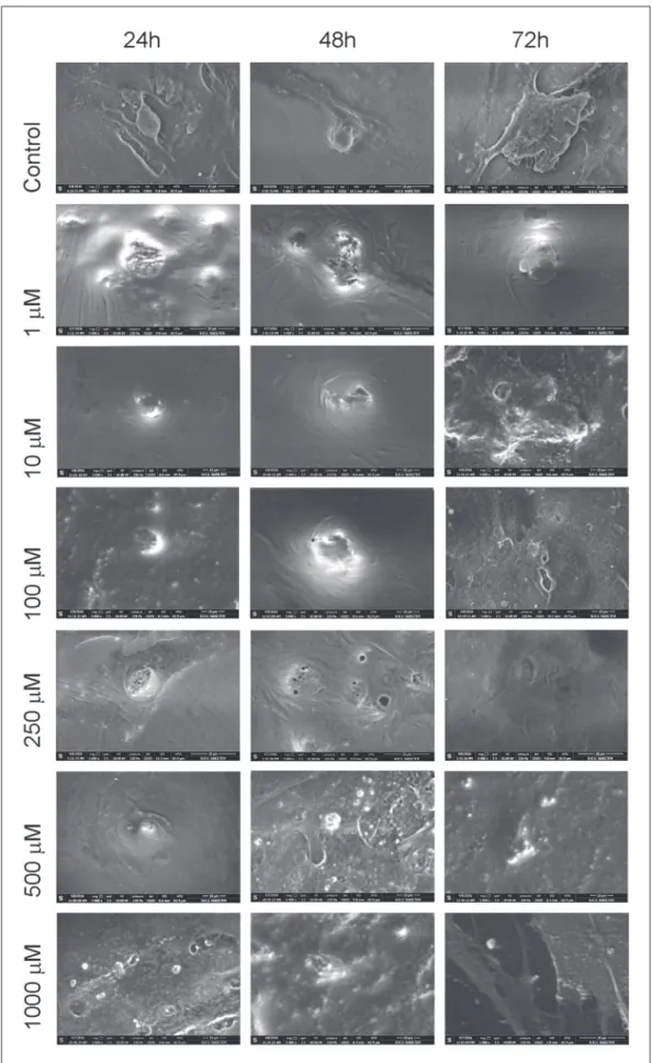 Figure 3: Inverted light  microscopic images.