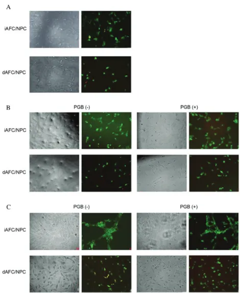 Figure 1. Inverted microscopy and acridin orange/propidium iodide staining of iAFC/NPC and dAFC/NPC treated with or without pregabalin for (A) 0,  (B) 24 and (C) 48 h
