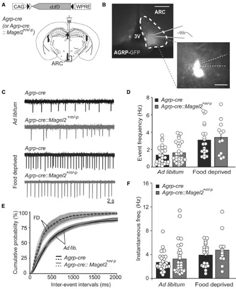 Figure 1. AGRP neuron activity levels are not affected in Magel2-deficient mice. (A) Schematic drawing for Cre-dependent rAAV expression of GFP in AGRP neurons.