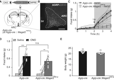 Figure 3. Appetite stimulating function of AGRP neurons is normal in Magel2-deficient mice