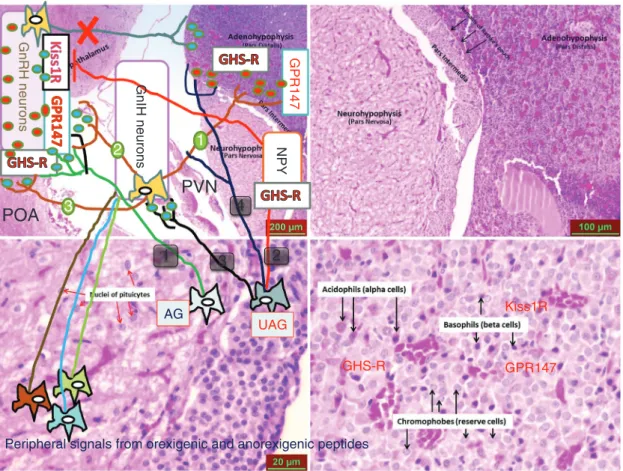 Figure 1: Schematic representation of possible inhibitory pathways responsible for inhibitory action of both acylated ghrelin (AG) and  unacylated isoform of ghrelin (UAG) on hypothalamic neurons and gonadotropes
