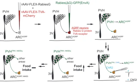 Figure 8. Cell-Type-Specific Retrograde Transsynaptic Rabies Virus Tracing Cre-dependent expression of TVA allows selective uptake of EnvA-pseudotyped, protein G-deleted rabies virus (Rabies(DG)-GFP-(EnvA)) exclusively in AGRP neurons