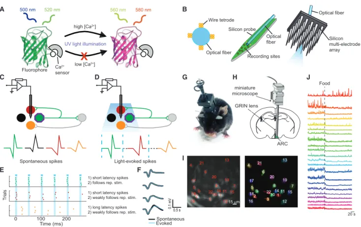 Figure 9. Methods to Monitor Activity of Molecularly Defined Cell Types In Vivo (A) Schematic of CaMPARI function.