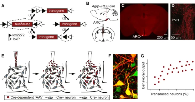 Figure 1. Cell-Type-Selective Transgene Expression