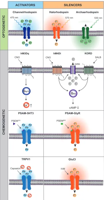 Figure 2. Genetically Encoded Tools for Neuron Activity Manipulation