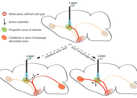 Figure 4. Potential Caveats with Optogenetic Axon Projection Activation Light delivery through optical fibers placed over an intended axon projection area of interest may activate other projection targets due to collateral branches that terminate elsewhere