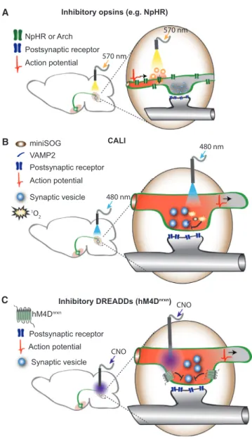 Figure 5. Methods for Axon Projection Inhibition