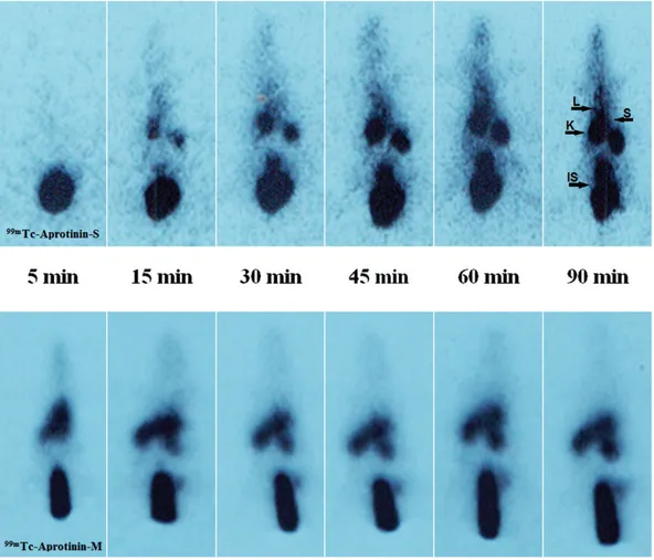 Figure 5. Calculated Organ/BG ratios of acute edematous (A), severe necrotizing pancreatitis (B) and air pouch model (C) induced rats after 99m Tc-Aprotinin-S  injec-tion up to 90 min.