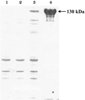 Fig. 1. SDS/PAGE pattern of protein extract of E. coli BL21 (DE3) Star cells: (1) before induction; (2) 2 h after induction; (3) 4 h after induction; and (4) after puriﬁcation.