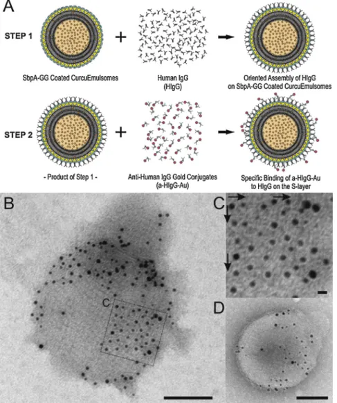 Fig. 4. (A) Schematic drawing illustrating two-step indirect approach verifying the antibody binding to rSbpA-GG coated emulsomes