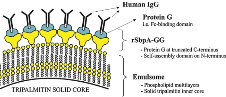 Fig. 5. Schematic drawing illustrating the immobilization of HIgG on rSbpA-GG coated emulsomes