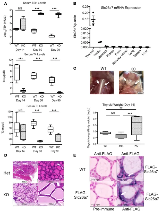 Figure 3. Characterization of the thyroid phenotype in Slc26a7-null mice and evaluation of murine thyroidal Slc26a7 expression