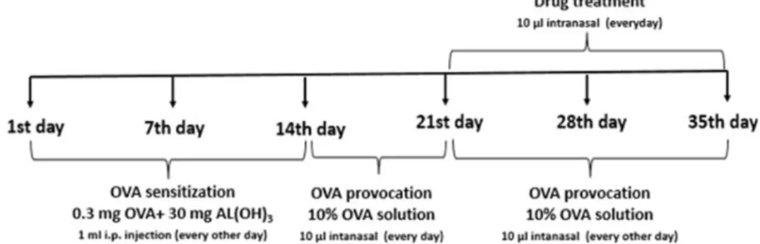 Figure 1. A schematic representation of AR rat model induced by OVA and treated with test drugs.