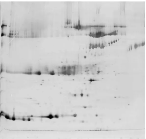 Fig 1. Protein spots of kidney preservation solution identified by 2D gel electrophoresis.