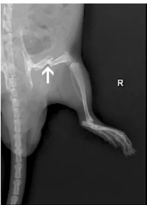 Figure 1. Radiographic image of nonstabilized femoral  fracture of an anesthetized rat