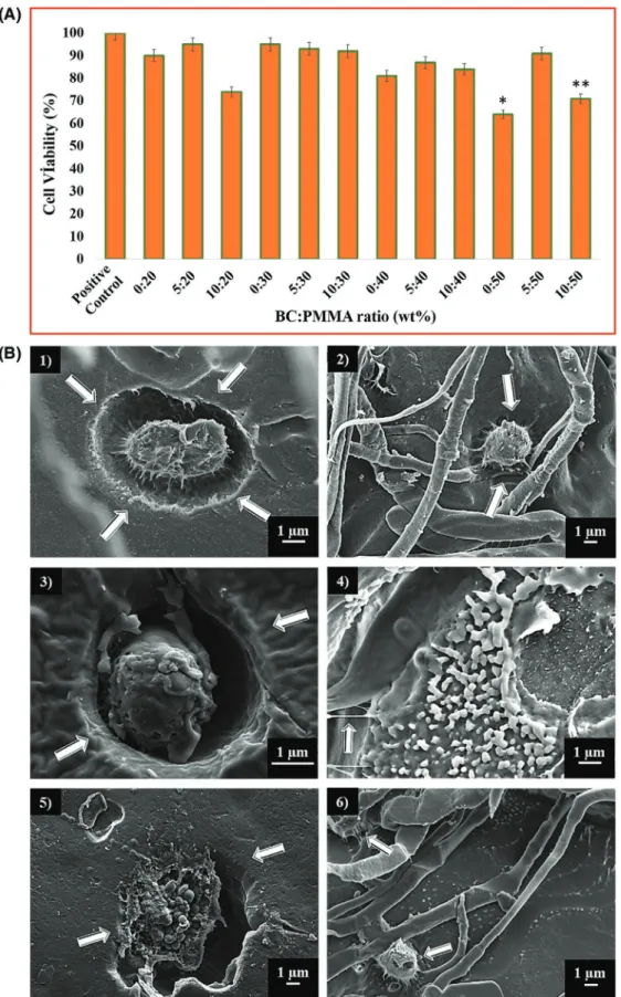 Figure 3.  A) MTT assay showing cell proliferation with respect to 72 h culture period of Saos-2 cell line