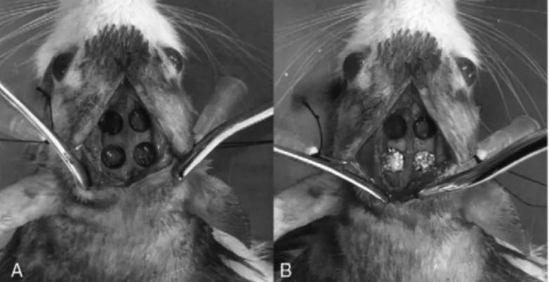 FIGURE 1. Surgical photos during bone defect creation and augmentation with materials