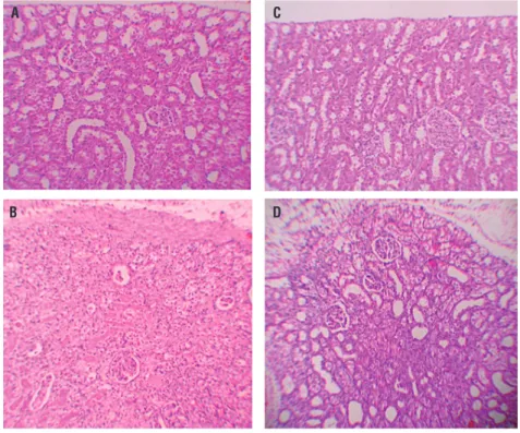 Figure 1 – A = normal tubulus and glomerules in kidney kortex H&amp;Ex100 (control group)