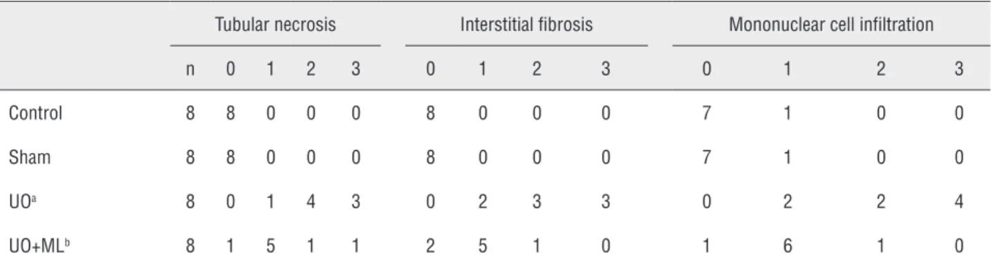 Table 3 - Semiquantitative analysis of tubular necrosis, interstitial fibrosis, mononuclear cell infiltration in control, Sham,  UO, and UO+ML treated rats.