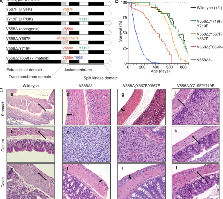 Fig. 1. Construction, survival, and histology of Kit V558Δ/+ , Kit V558Δ;Y567F/Y567F , and Kit V558Δ;Y719F/Y719F knock-in mice