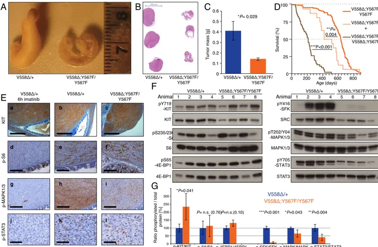 Fig. 2. Tumors from Kit V558Δ;Y567F/Y567F mice are smaller and have lower MAPK and SFK pathway activation than tumors from Kit V558Δ/+ mice