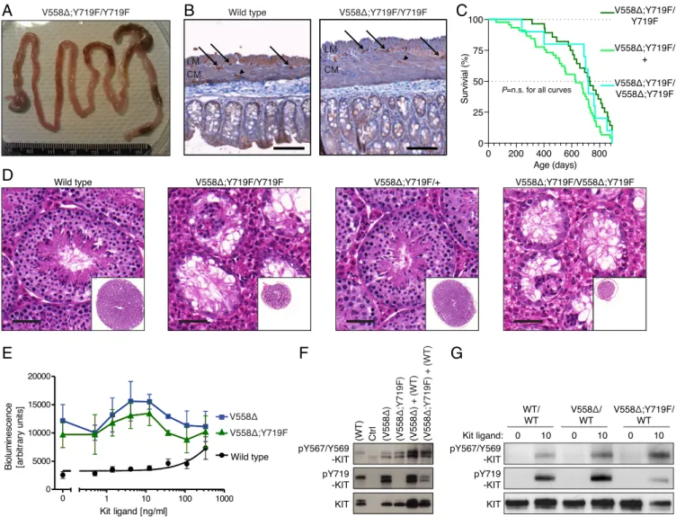 Fig. 3. Absence of tumorigenesis and impaired spermatogenesis in Kit V558Δ;Y719F/Y719F mice, and functional kinase activity in mutant KIT V558Δ;Y719F mice.