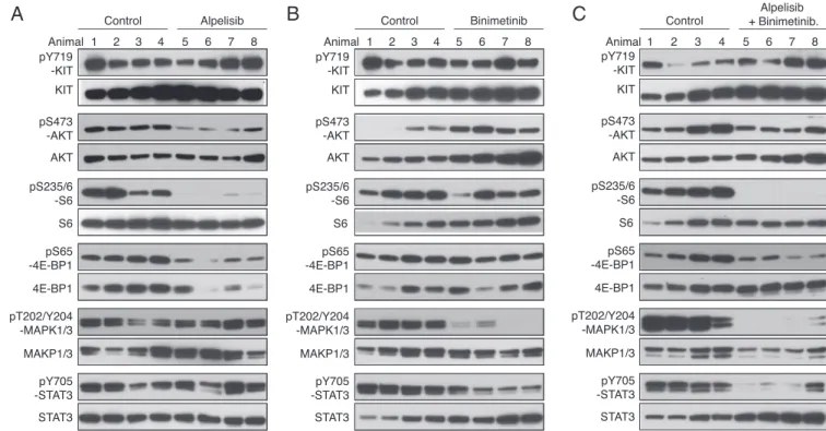 Fig. 6. PI3K-alpha inhibition by alpelisib in Kit V558Δ/+ mice. Immunoblot analysis of tumor extracts from Kit V558Δ/+ mice (n = 4/group) treated for 4 h with alpelisib 20 mg/kg (A), binimetinib 3.5 mg/kg (B), or both alpelisib 20 mg/kg and binimetinib 3.5