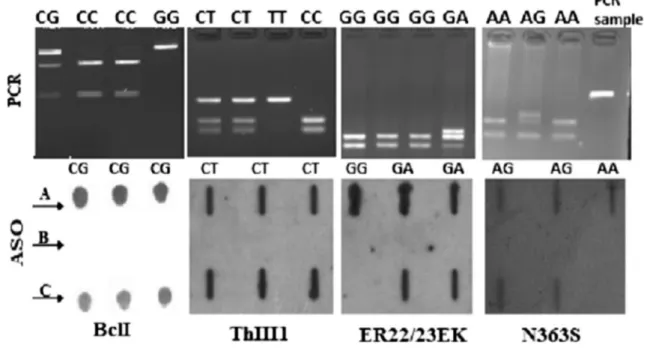Fig. 1   Genotyping of GR gene polymorphisms. Top row RFLP, bot- bot-tom row schematic of dot blot for polymorphisms using wild-type  allele ASO prob