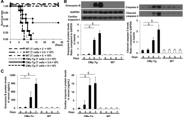 Figure 2. Characterization of CD8 +  T cell–mediated myocarditis. A, Kaplan–Meier survival curves of CMy-mOva transgenic (CMy-Tg)  and wild-type (WT) mice after 2×10 6 , 3.5×10 6 , or 5×10 6  CD8 +  cytotoxic T lymphocytes (each group: n=8)