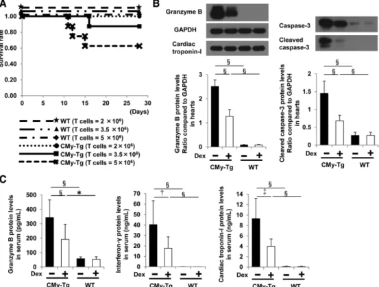 Figure 3. Dexamethasone administration attenuates CD8 +  T cell–mediated myocarditis. A, Kaplan–Meier survival curves of  CMy-mOva transgenic (CMy-Tg) and wild-type (WT) mice injected with 2×10 6 , 3.5×10 6 , or 5×10 6  CD8 +  cytotoxic T lymphocytes and  