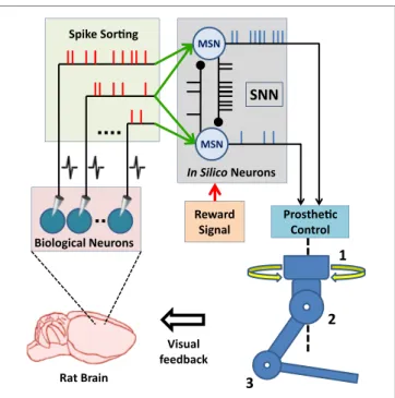 FigUre 5 | control architecture of the Bioinspired BMi (B-BMi). The  SNN consists of two MSNs, which receive simulated excitatory synaptic  inputs from the extracellularly recorded motor cortex units