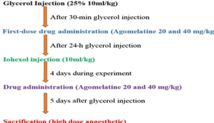 Figure 1. Summary of experimental procedures.