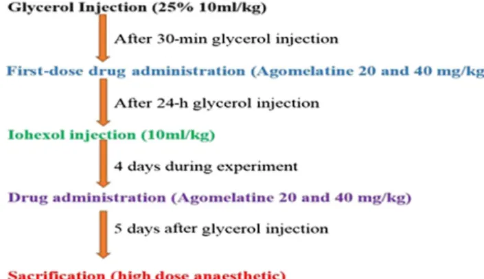 Figure 1. Summary of experimental procedures.