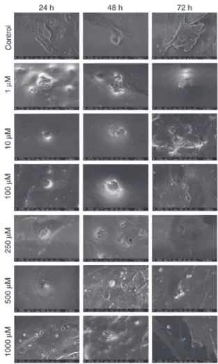 Figure 1. Evaluating cytotoxicity of naproxen using inverted light microscopy. 