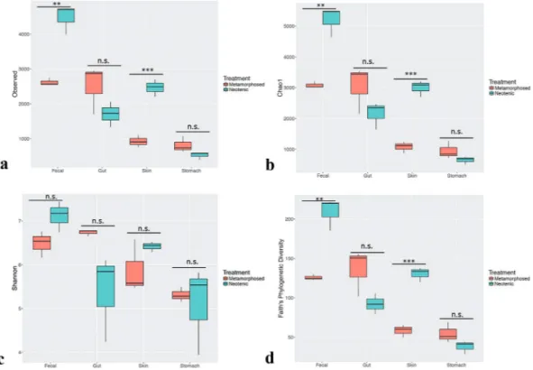 Figure 2.  Effect of metamorphosis on bacterial diversity between neotenic and metamorphic axolotl