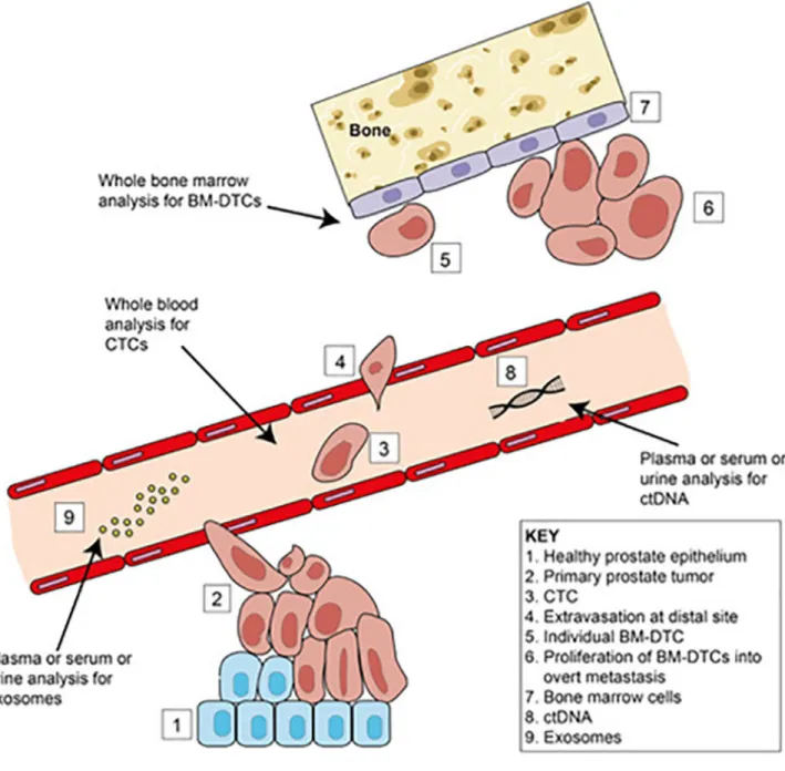 Figure 2. Liquid biopsies in cancer