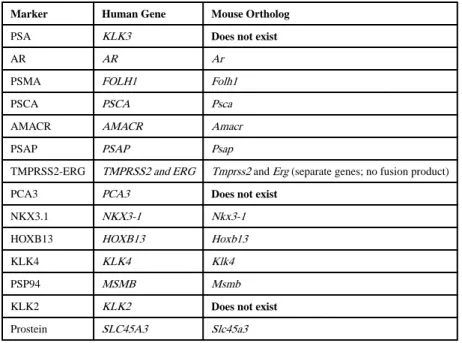 Table 3 Mouse orthologs of putative prostate-specific genes