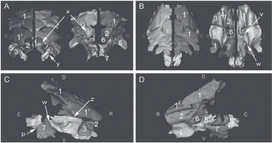 Fig. 6.  3D models of the skull (semitransparent) and paranasal sinuses (different colors and opaque) and the  planes bordering the sinuses, foal 5 (12 weeks): A, left lateral view; B, dorsal view; C, right lateral view; D,  left median view; R, rostral tr