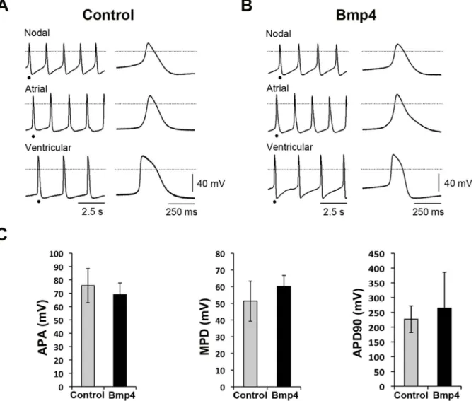 Fig. 2. Isl1-CPC derived cultures have cardiomyocyte-like electrophysiological properties