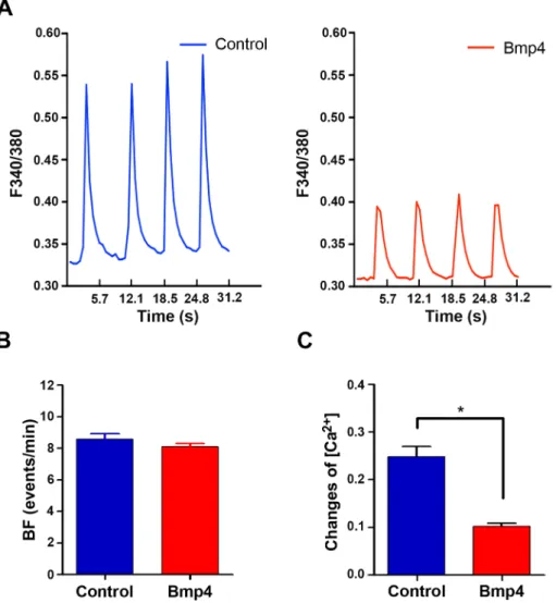 Fig. 3. Calcium transients of cardiomyocytes derived from Isl1-CPC after cell loading with Ca 2+
