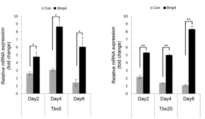 Fig. 4. Bmp4 signaling enhances transcription factor Tbx5 and Tbx20 mRNA expression. FACS-sorted GFP+ Isl1-CPCs were cultured in the presence of Bmp4 or vehicle control