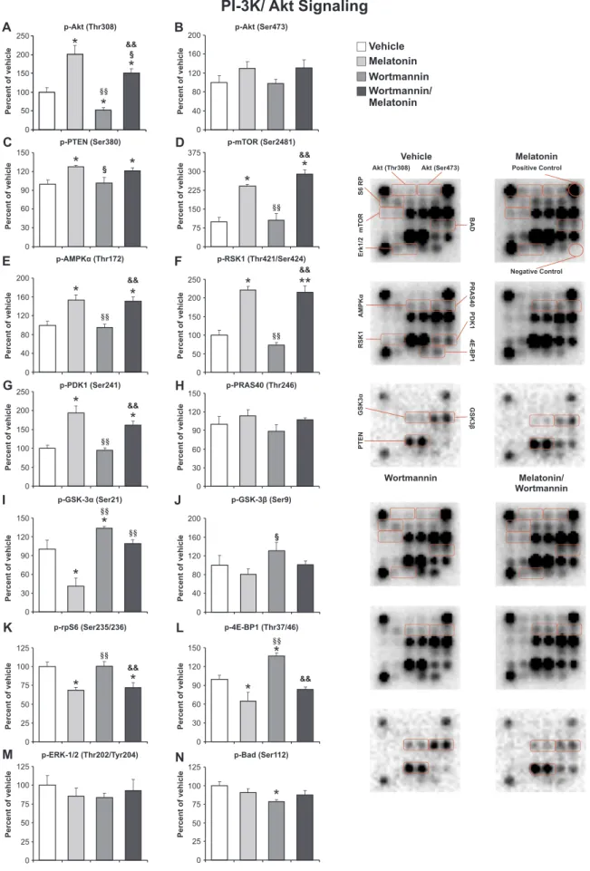 Fig. 2. Eﬀect of melatonin on intracellular PI3K/Akt signaling pathway after 30 min of MCA occlusion